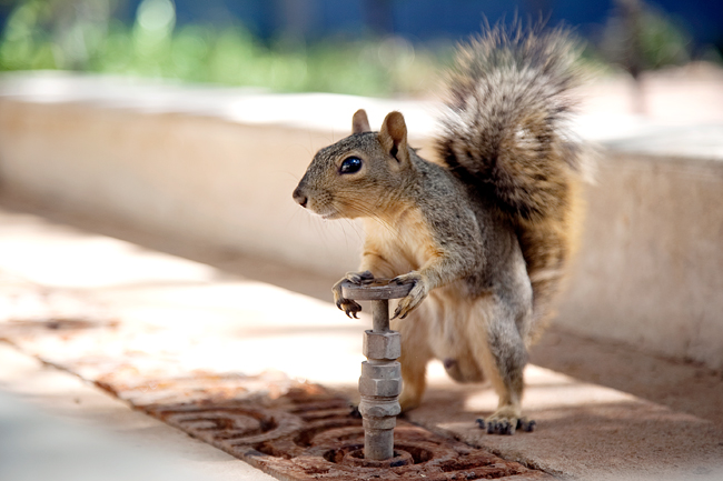 A squirrel pauses while drinking from a sprinkler head outside the SAC. 