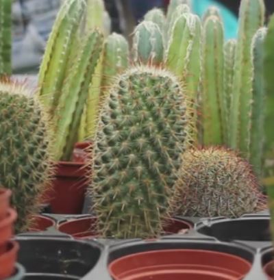 cactussquare
