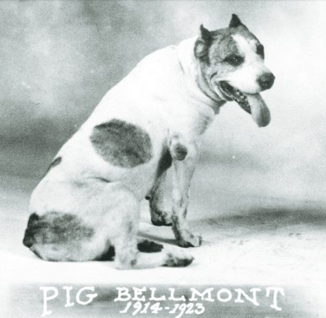 pig bellmont_court_UT_Austin_tumblr
