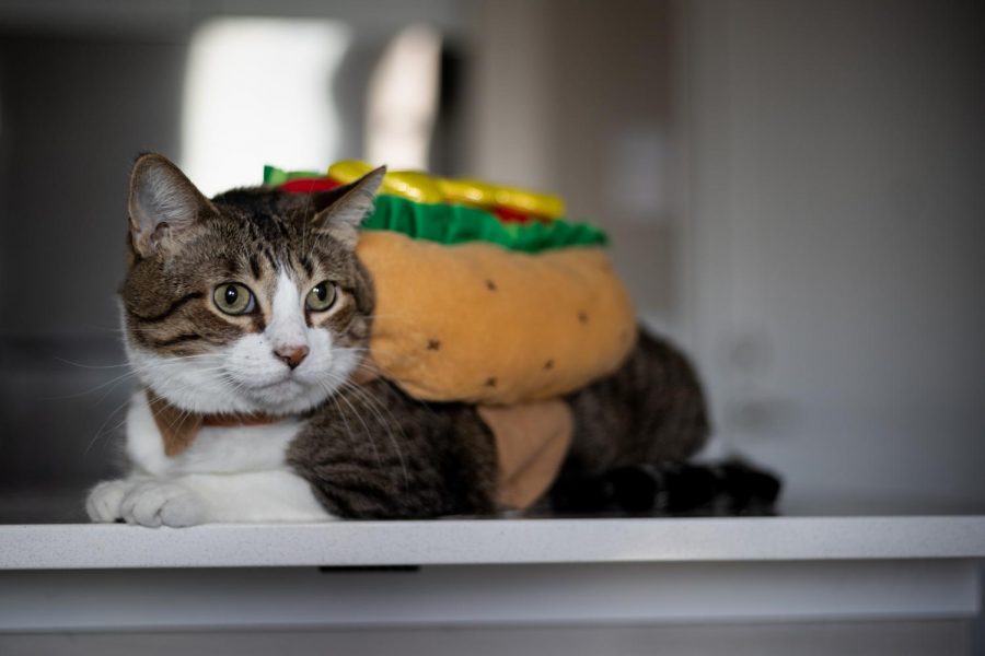 UT students plan to dress up their pets for Halloween this year