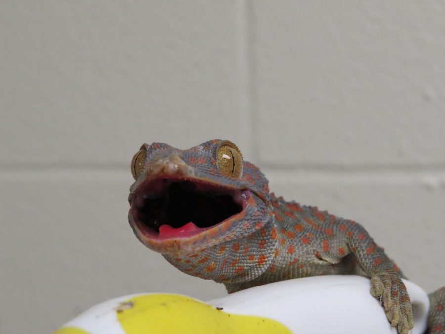Tokay gecko used as pest control at a UT-Austin lab
