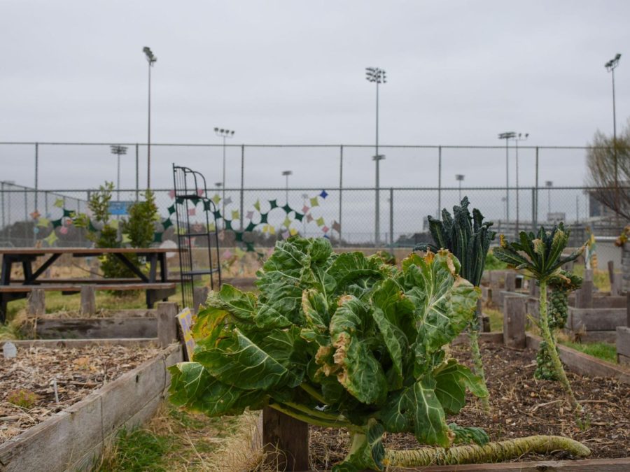UT Microfarm seed library aims to help students, staff reconnect with nature