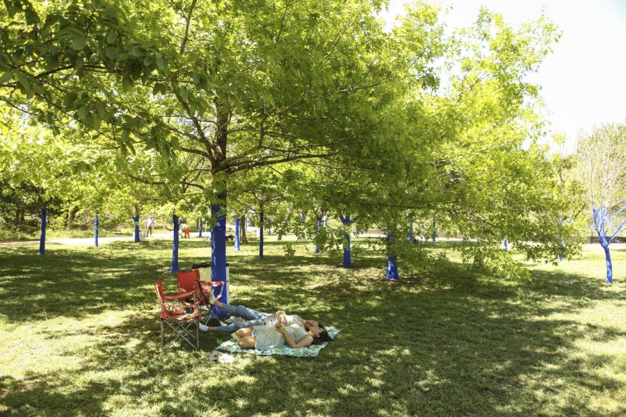 UT students, community members paint Pease Park trees blue to bring awareness to deforestation