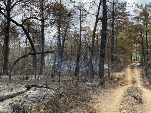 UT-Austin’s Stengl Lost Pines fire causes destruction but creates research opportunity