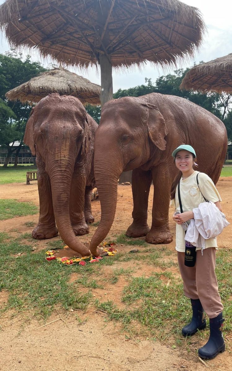 Aspiring veterinarian volunteers at Thailand elephant sanctuary