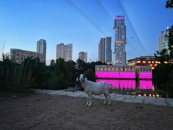 Say no to pesticides, yes to goats: Austin nonprofit uses goats to manage invasive plants along Lady Bird Lake Trail