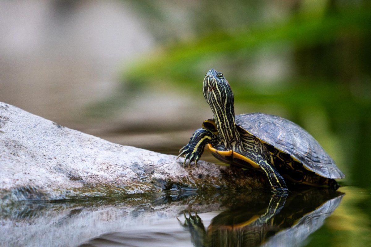A+turtle+sits+on+a+rock+at+the+UT+Turtle+Pond+on+September+28%2C+2023.