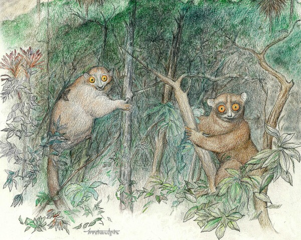UT researchers assist in discovery of two species of prehistoric lemur-like primates
