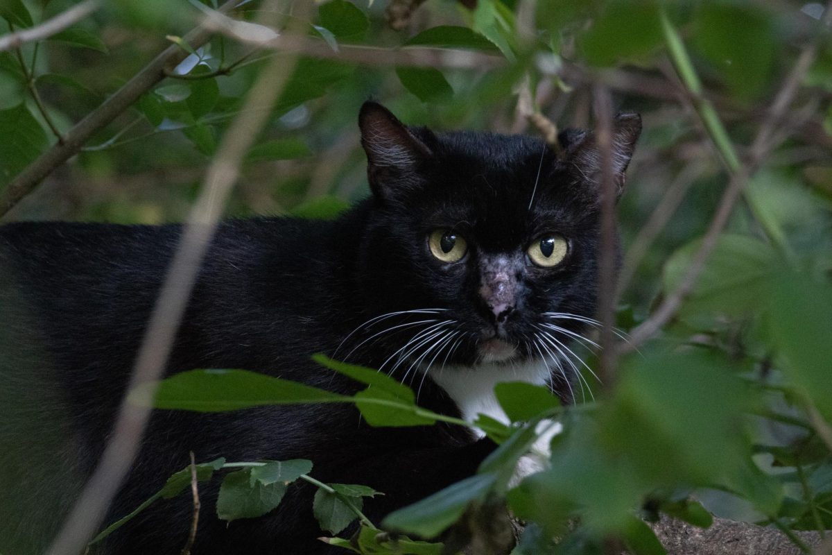 A stray cat sits outside of San Jacinto Residence Hall on Sept. 15, 2024.