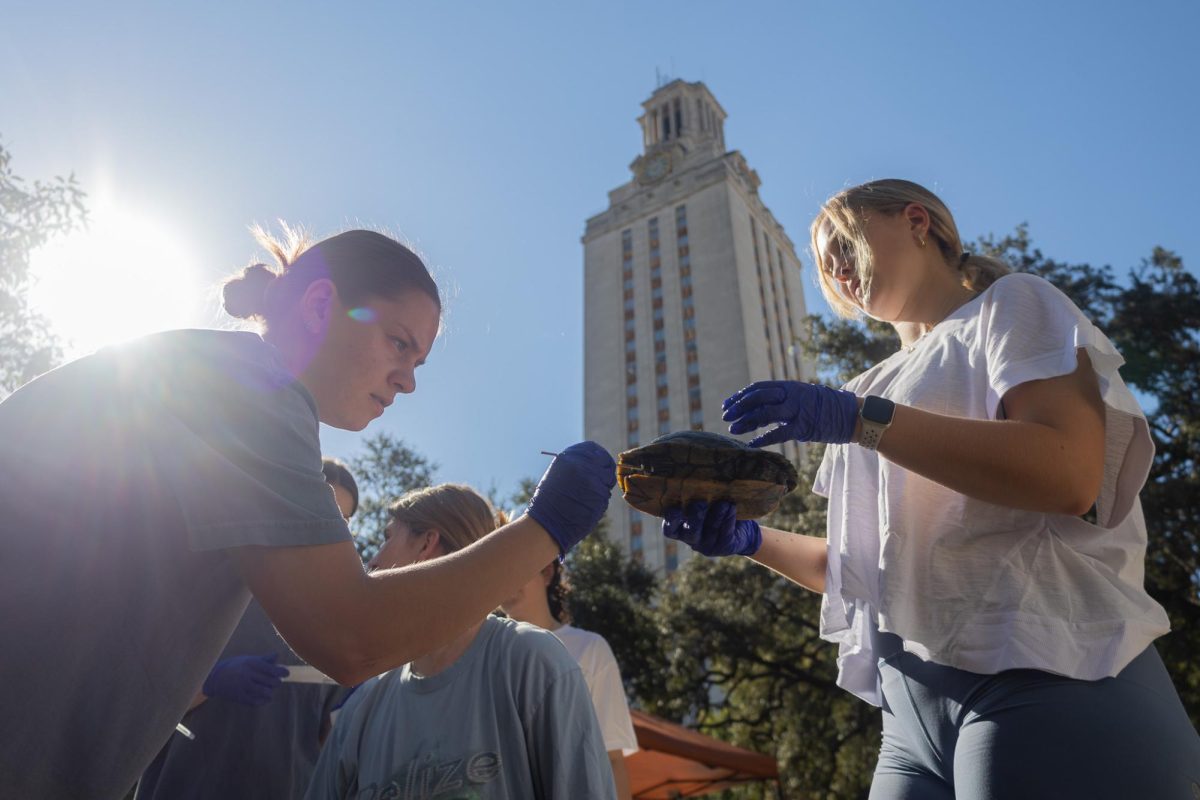 Varia Sufueva (left) and Meredith Winfield, student researchers, collect an oral sample from a turtle at Turtle Pond on Oct. 1, 2024. Samples are collected for comparing the different microbiomes of the turtles in this environment.