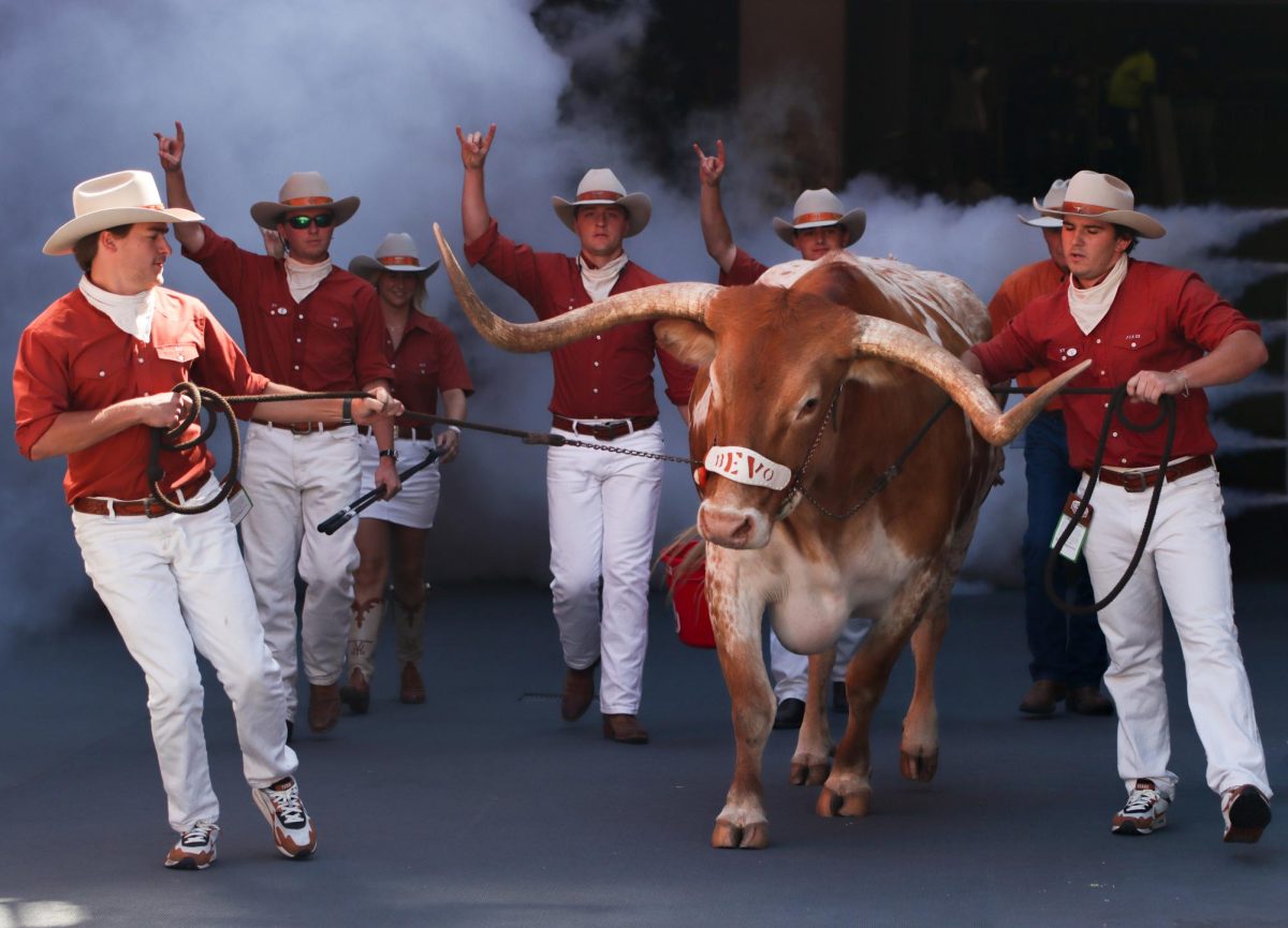 Bevo XV is led onto the field by the Silver Spurs prior to the football game against Mississippi State on Sept. 28, 2024.