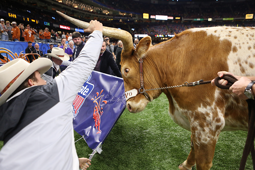 The Silver Spur Wranglers grab Bevo ahead of the Sugar Bowl game on Jan. 1, 2019. 