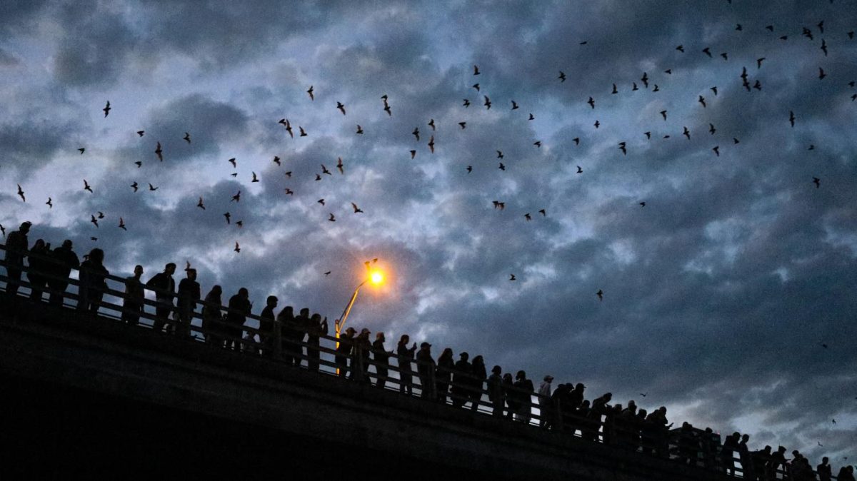 Interstate 35 expansion displaces bats living in bridges