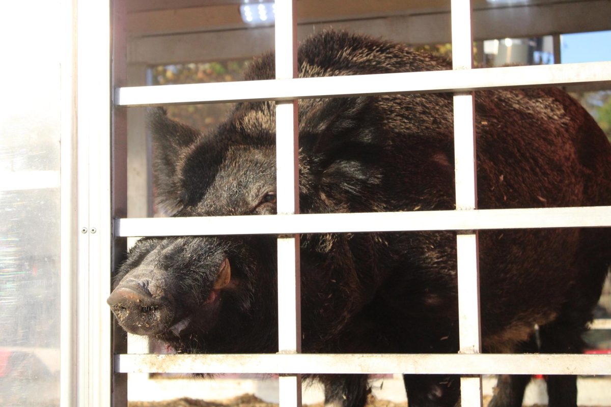 Arkansas' mascot, Tusk VI the hog, greets fans before the Texas-Arkansas game on Nov. 16, 2024. 