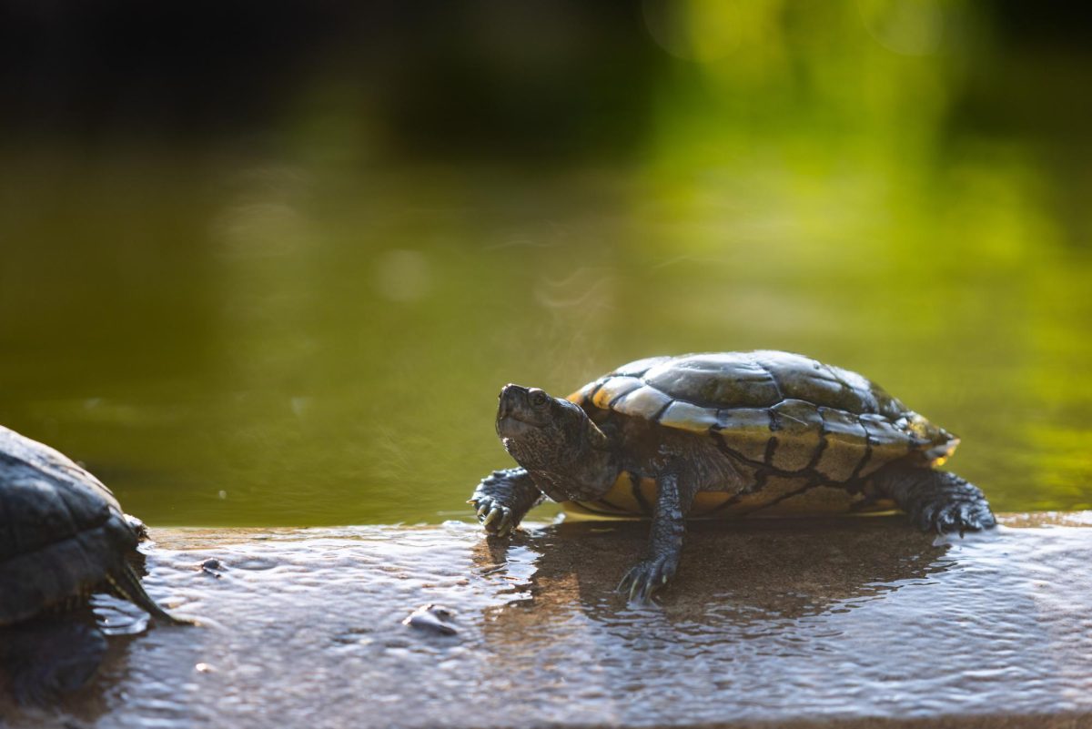 A turtle sits at the UT Turtle Pond on August 5, 2024.