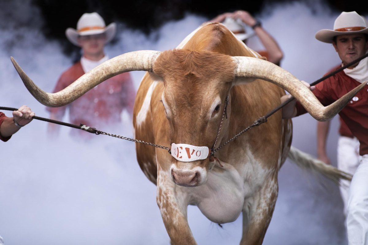 Texas mascot Bevo enters the field ahead of Texas' game against UTSA on Sept. 14, 2024.