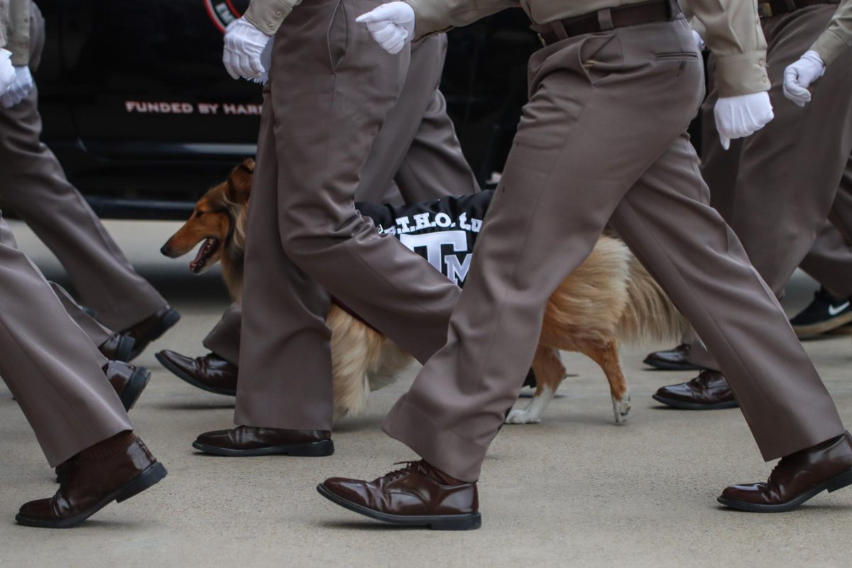 Reveille X, the first lady of Aggieland and mascot of Texas A&M, walks into Kyle Field before the game on Nov. 30, 2024.