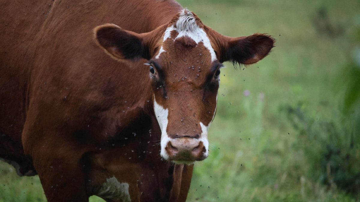A cow is pictured Aug. 3, 2025. Texas’ livestock population is at risk amid a screwworm outbreak, leading producers statewide to take actions to mitigate the risk to their herds.