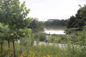 A man walks along the Confluence trail on Monday, June 15. Spanning 13 acres along Waller Creek between 4th Street and Lady Bird Lake, the new 1.5 mile loop opened Saturday, June 6.